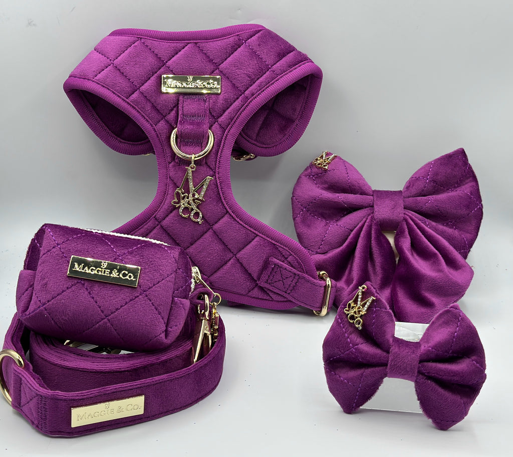Royal Orchid