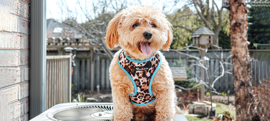 Exotic Reversible Harness