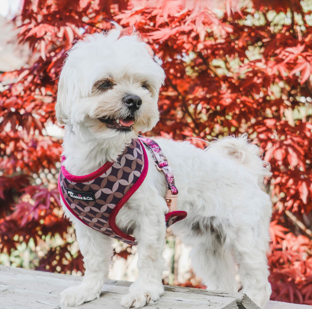 The Maggie Reversible Harness